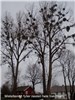 Thumbnail i gallery