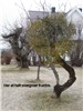 Thumbnail i gallery